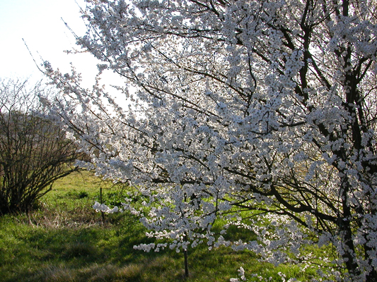 Promenade dans Baron