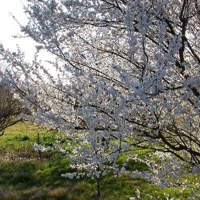 Promenade dans Baron