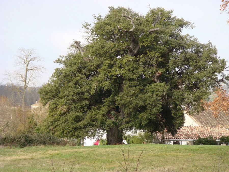 Dsc00285