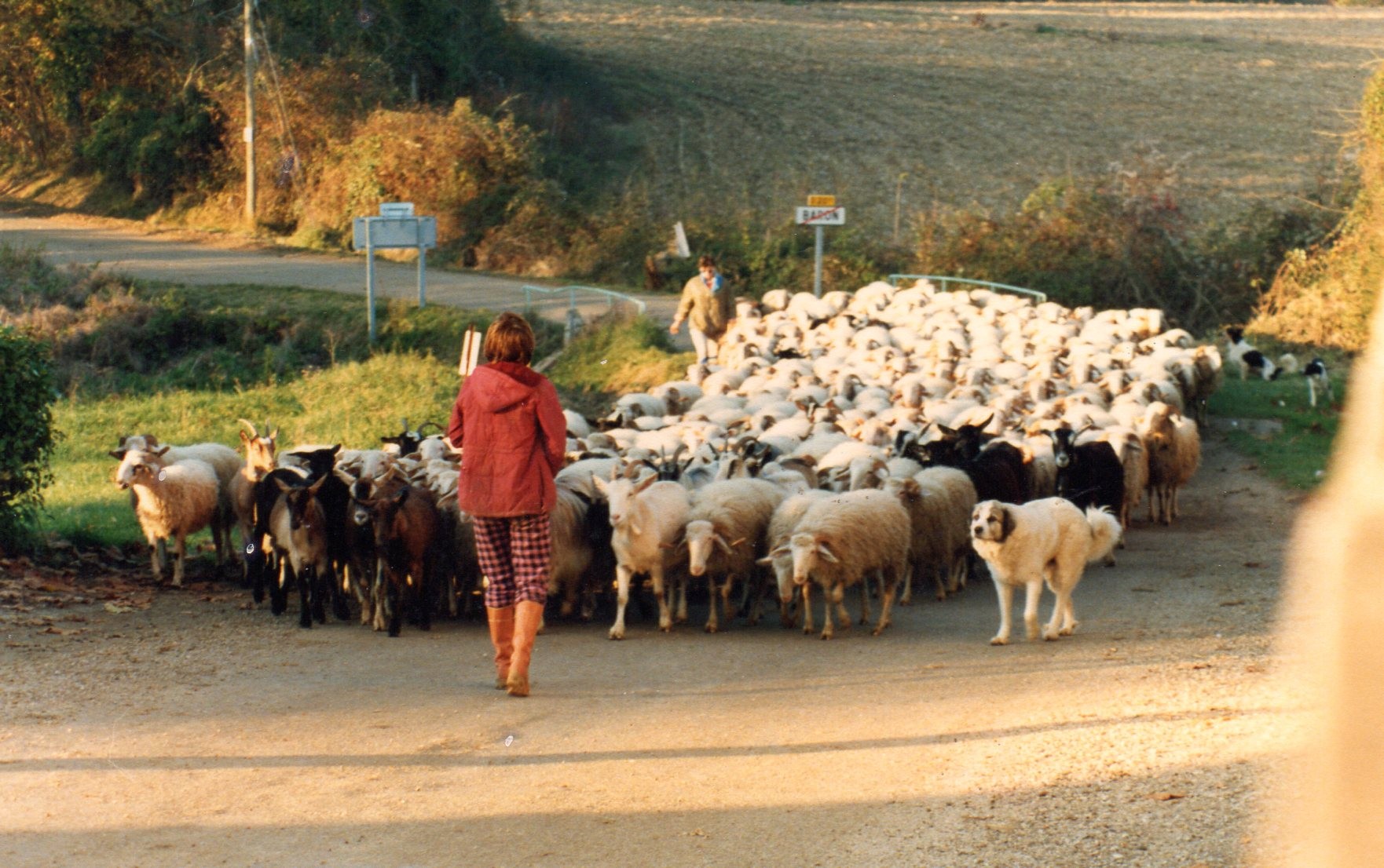 Mouton a baron 1
