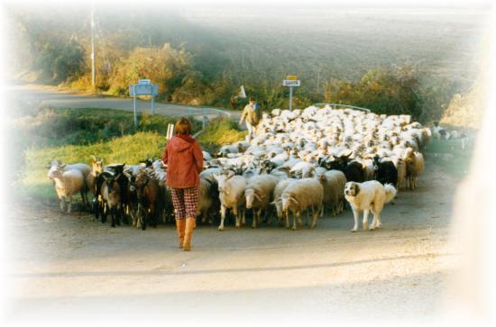 Troupeau de mouton  1990_3.jpg